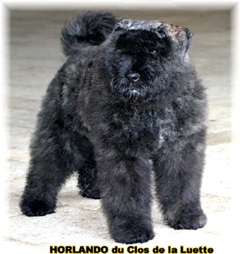 HORLANDO Bouvier des Flandres du Clos de la Luette © Copyright depose